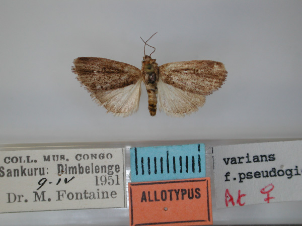 /filer/webapps/moths/media/images/P/pseudogigas_Micraxylia_AT_RMCA.jpg