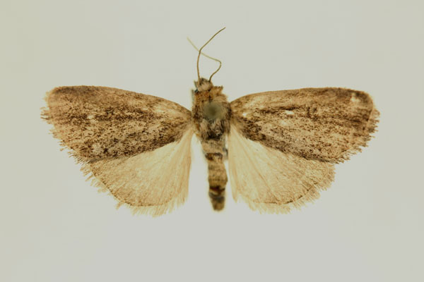 /filer/webapps/moths/media/images/P/pseudogigas_Micraxylia_AT_RMCA_02.jpg