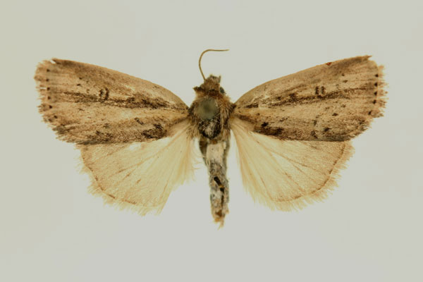 /filer/webapps/moths/media/images/P/pseudogigas_Micraxylia_HT_RMCA_02.jpg