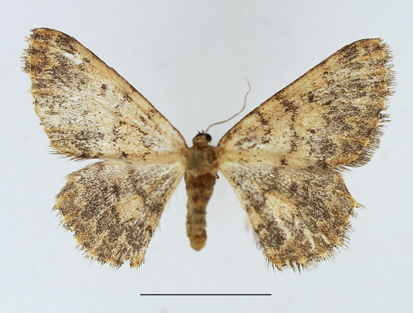 /filer/webapps/moths/media/images/P/pseudognophoides_Crambometra_AF_TMSA.jpg