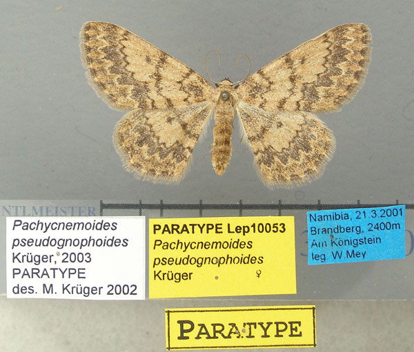 /filer/webapps/moths/media/images/P/pseudognophoides_Pachycnemoides_PT_TMSA.jpg