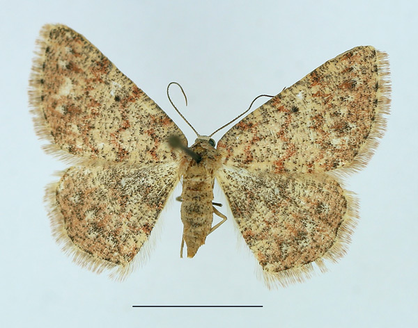 /filer/webapps/moths/media/images/P/pseudognophos_Cabera_AF_TMSA.jpg