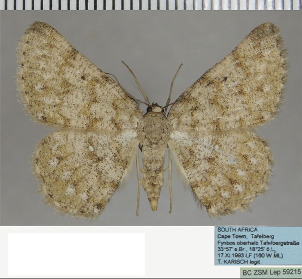 /filer/webapps/moths/media/images/P/pseudognophos_Cabera_AF_ZSM.jpg