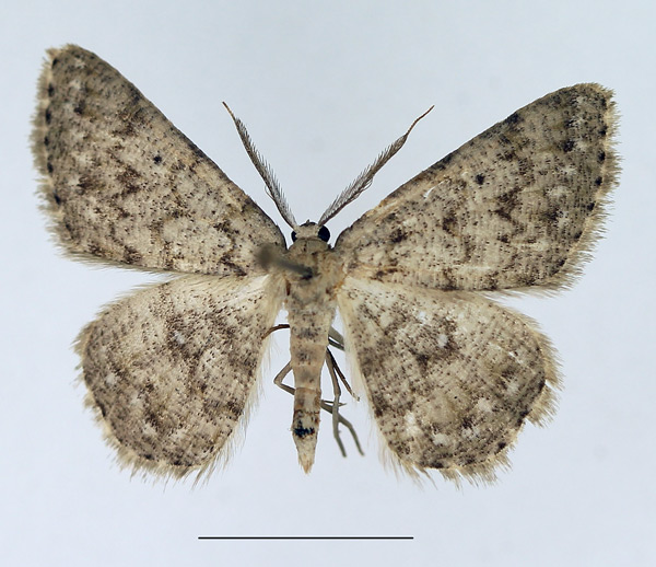 /filer/webapps/moths/media/images/P/pseudognophos_Cabera_AM_TMSA.jpg