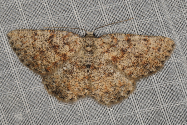 /filer/webapps/moths/media/images/P/pseudognophos_Cabera_F_Heyns_01.JPG