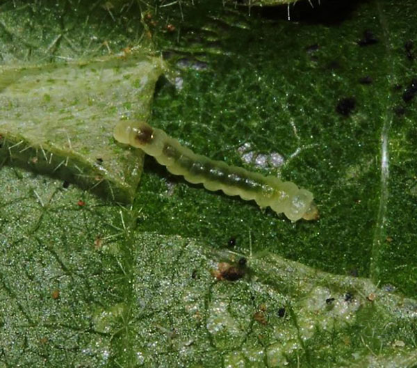 /filer/webapps/moths/media/images/P/pseudogrewiella_Phyllonorycter_larva_Triberti-et-al_2024_48.jpg