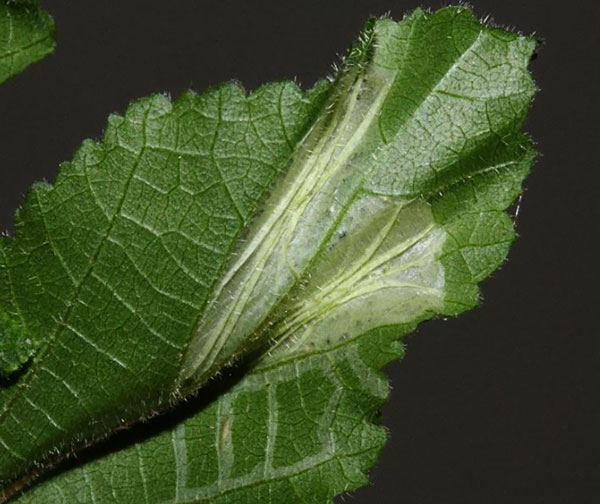 /filer/webapps/moths/media/images/P/pseudogrewiella_Phyllonorycter_mine_Triberti-et-al_2024_48.jpg