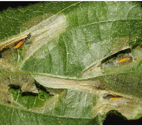 /filer/webapps/moths/media/images/P/pseudogrewiella_Phyllonorycter_pupa_Triberti-et-al_2024_48.jpg