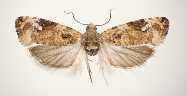 /filer/webapps/moths/media/images/P/pseudoinsellata_Paraeccopsis_AM_NHMO.jpg