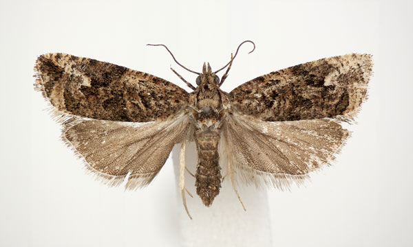 /filer/webapps/moths/media/images/P/pseudoinsellata_Paraeccopsis_PT_BMNH.jpg