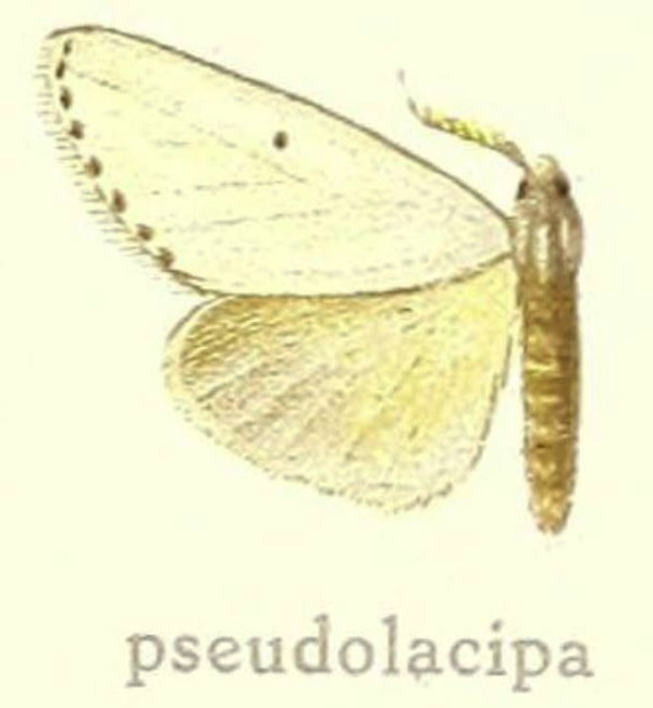 /filer/webapps/moths/media/images/P/pseudolacipa_Laelia_HT_Hering_27g.jpg