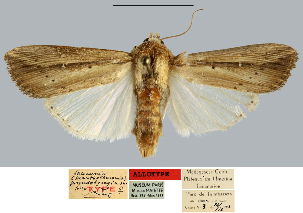 /filer/webapps/moths/media/images/P/pseudoloreyi_Leucania_AT_MNHN.jpg