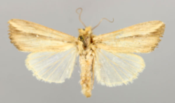 /filer/webapps/moths/media/images/P/pseudoloreyi_Leucania_A_RMCA_01.jpg