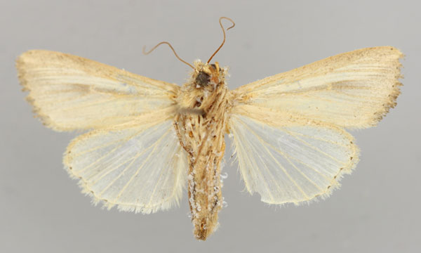 /filer/webapps/moths/media/images/P/pseudoloreyi_Leucania_A_RMCA_02.jpg