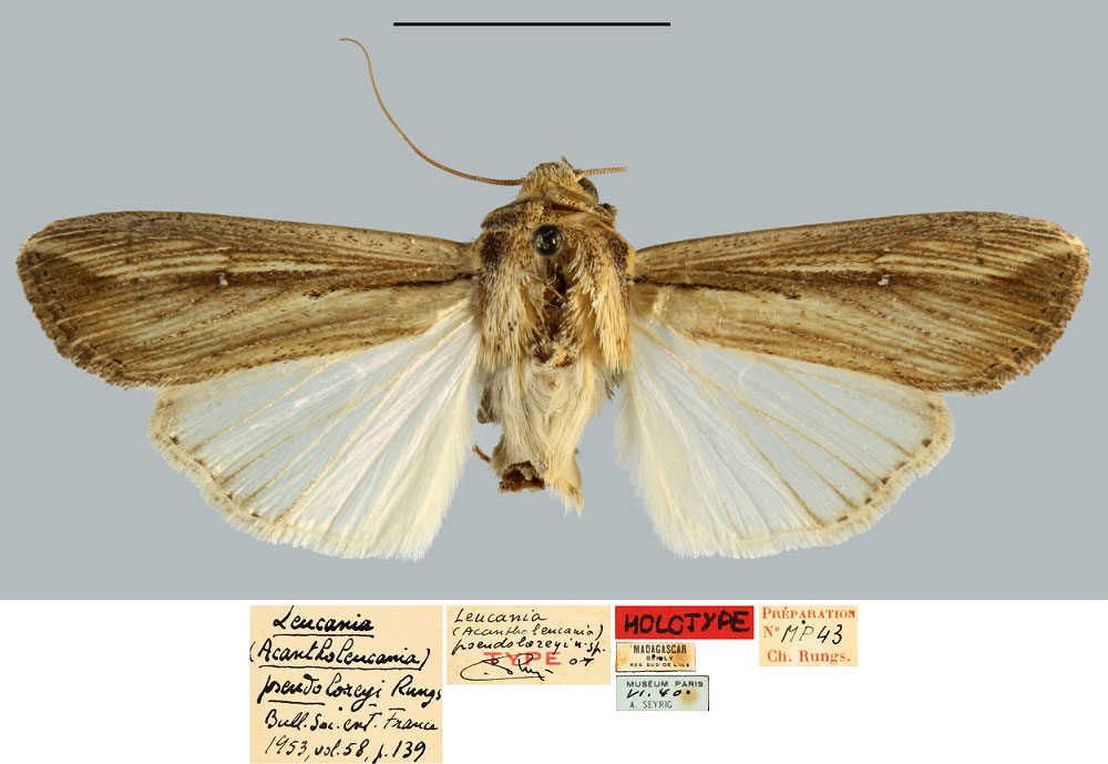 /filer/webapps/moths/media/images/P/pseudoloreyi_Leucania_HT_MNHN.jpg