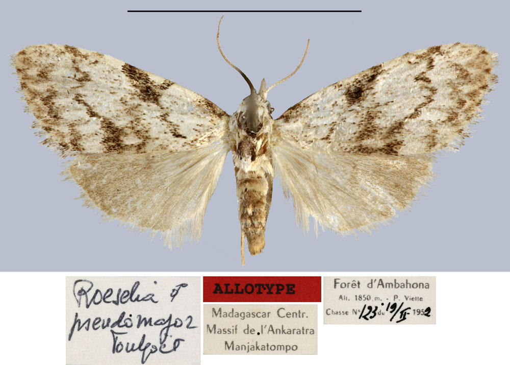 /filer/webapps/moths/media/images/P/pseudomajor_Roeselia_AT_MNHN.jpg