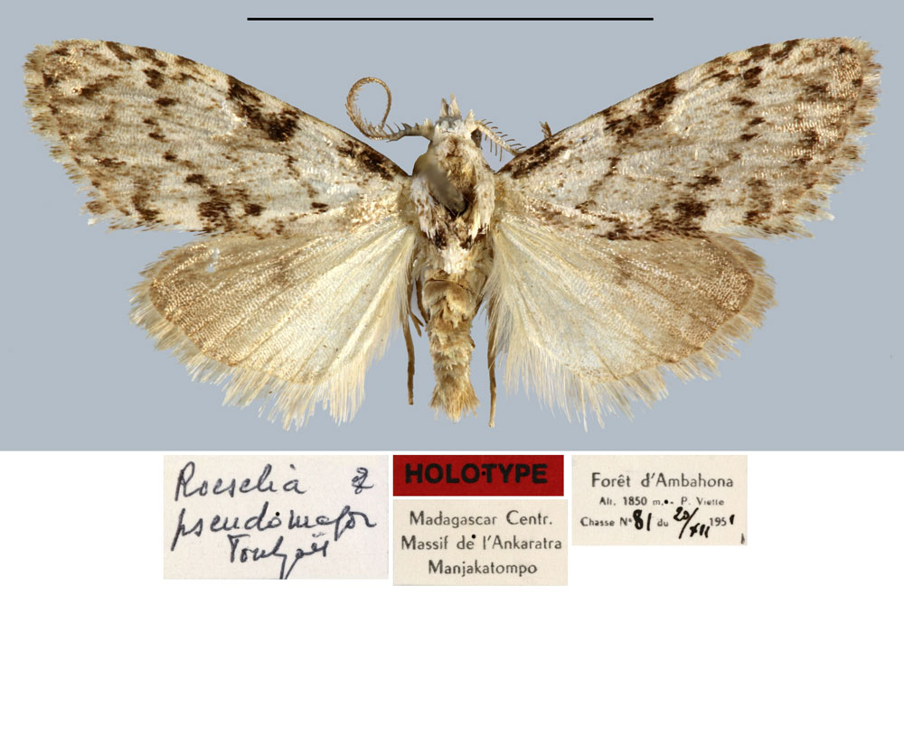 /filer/webapps/moths/media/images/P/pseudomajor_Roeselia_HT_MNHN.jpg