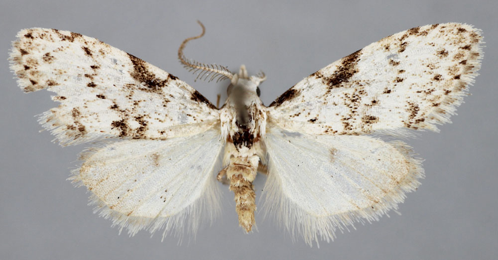 /filer/webapps/moths/media/images/P/pseudomajor_Roeselia_PTM_BMNH.jpg