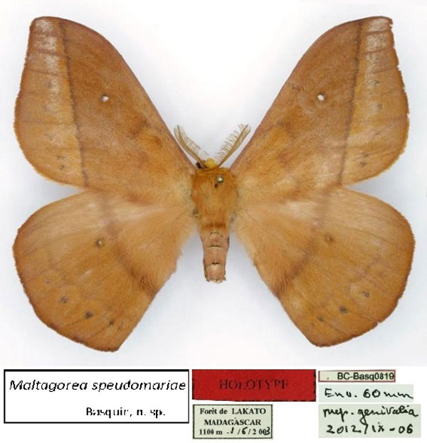 /filer/webapps/moths/media/images/P/pseudomariae_Maltagorea_HT_Basquin.jpg