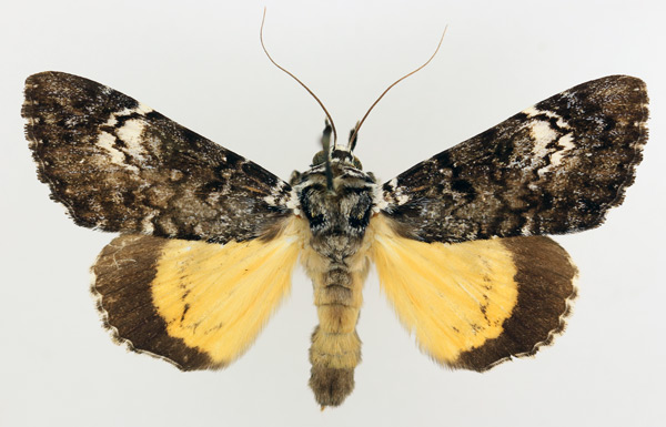 /filer/webapps/moths/media/images/P/pseudomarmoratus_Ulotrichopus_AF_TMSA_01.jpg