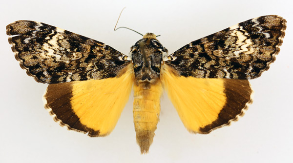 /filer/webapps/moths/media/images/P/pseudomarmoratus_Ulotrichopus_AF_TMSA_02.jpg