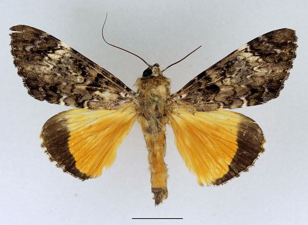 /filer/webapps/moths/media/images/P/pseudomarmoratus_Ulotrichopus_AM_Basquin.jpg