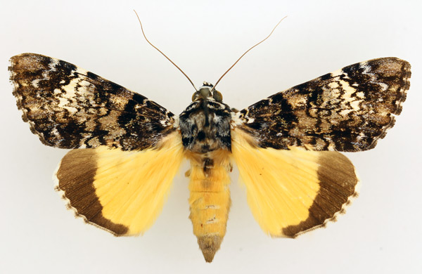 /filer/webapps/moths/media/images/P/pseudomarmoratus_Ulotrichopus_AM_TMSA_01.jpg