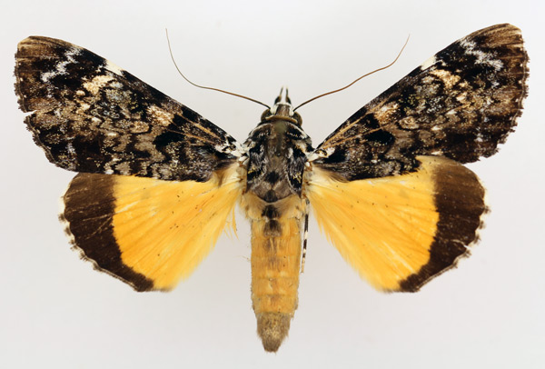 /filer/webapps/moths/media/images/P/pseudomarmoratus_Ulotrichopus_AM_TMSA_02.jpg