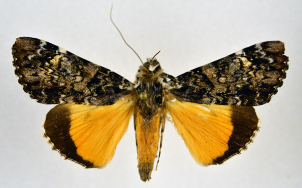 /filer/webapps/moths/media/images/P/pseudomarmoratus_Ulotrichopus_A_NHMO.jpg