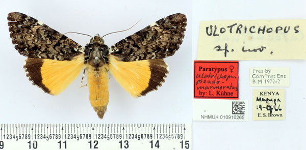 /filer/webapps/moths/media/images/P/pseudomarmoratus_Ulotrichopus_PTF_BMNH.jpg