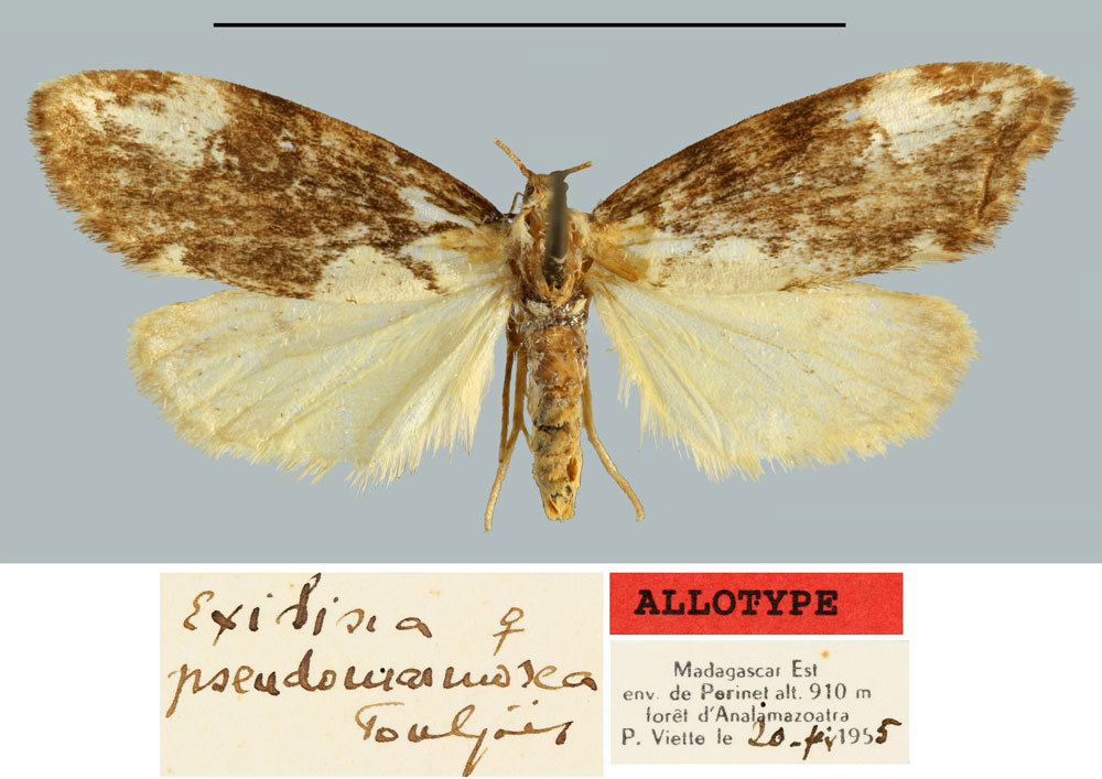 /filer/webapps/moths/media/images/P/pseudomarmorea_Exilisia_AT_MNHN.jpg