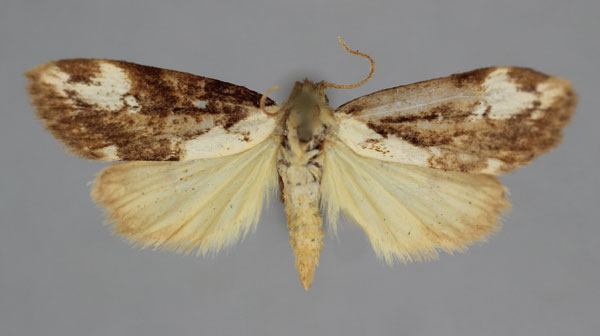 /filer/webapps/moths/media/images/P/pseudomarmorea_Exilisia_A_BMNH.jpg