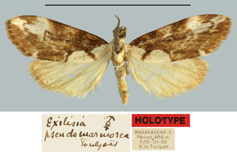 /filer/webapps/moths/media/images/P/pseudomarmorea_Exilisia_HT_MNHN.jpg