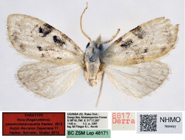 /filer/webapps/moths/media/images/P/pseudomelanoscelis_Nola_PT_NHMO_01.jpg