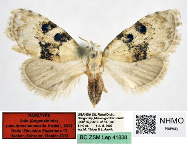 /filer/webapps/moths/media/images/P/pseudomelanoscelis_Nola_PT_NHMO_02.jpg