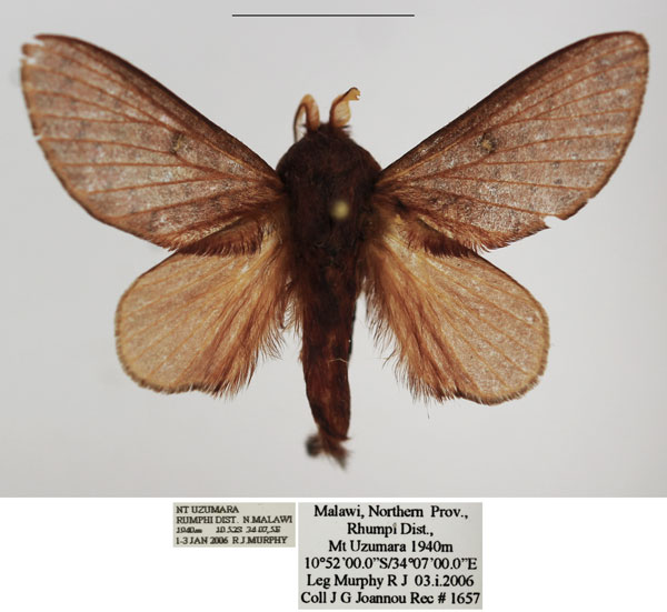 /filer/webapps/moths/media/images/P/pseudometoides_Anadiasa_AM_TMSA.jpg