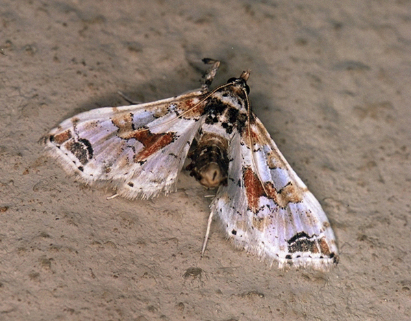 /filer/webapps/moths/media/images/P/pseudoorbonalis_Leucinodes_A_Roland_01.jpg