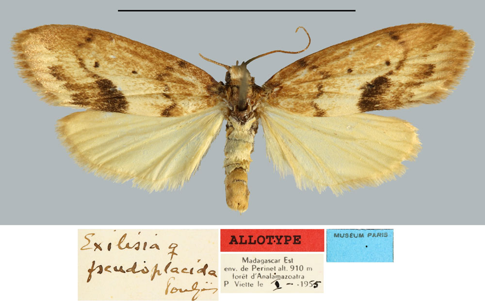 /filer/webapps/moths/media/images/P/pseudoplacida_Exilisia_AT_MNHN.jpg