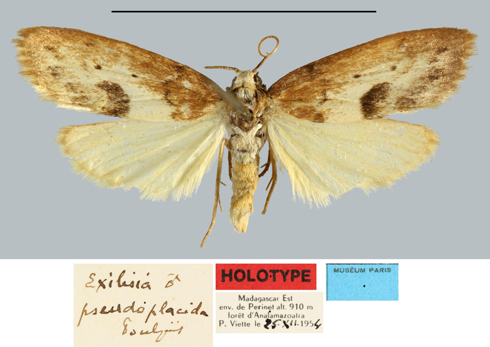 /filer/webapps/moths/media/images/P/pseudoplacida_Exilisia_HT_MNHN.jpg