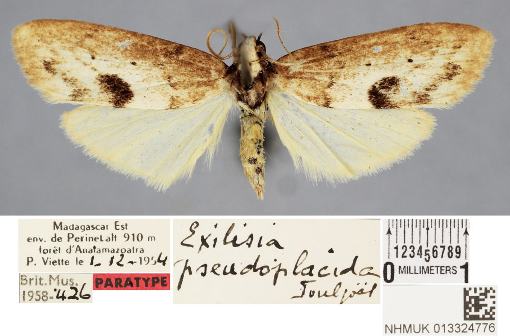 /filer/webapps/moths/media/images/P/pseudoplacida_Exilisia_PT_BMNH.jpg