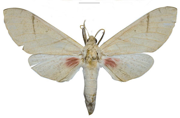 /filer/webapps/moths/media/images/P/pseudopolitzari_Neoclanis_HT_ZSMa.jpg