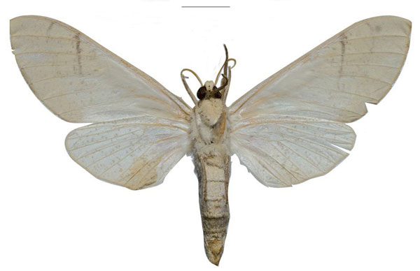 /filer/webapps/moths/media/images/P/pseudopolitzari_Neoclanis_HT_ZSMb.jpg