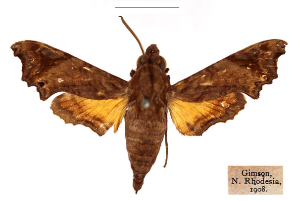 /filer/webapps/moths/media/images/P/pseudopylas_Temnora_AF_RBINS.jpg