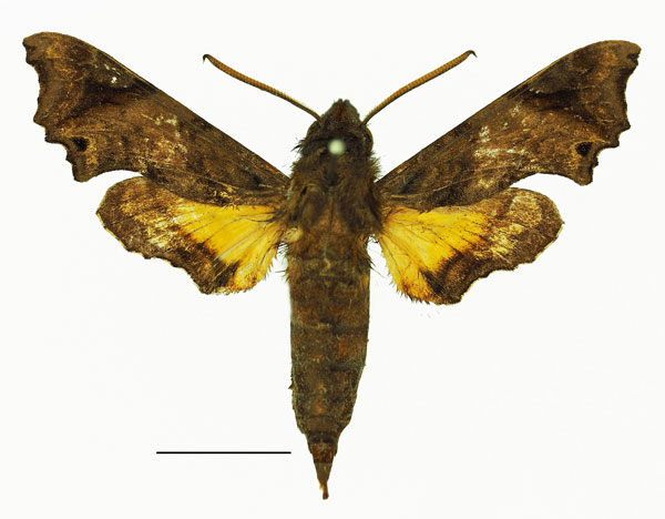 /filer/webapps/moths/media/images/P/pseudopylas_Temnora_AM_Basquin_01a.jpg