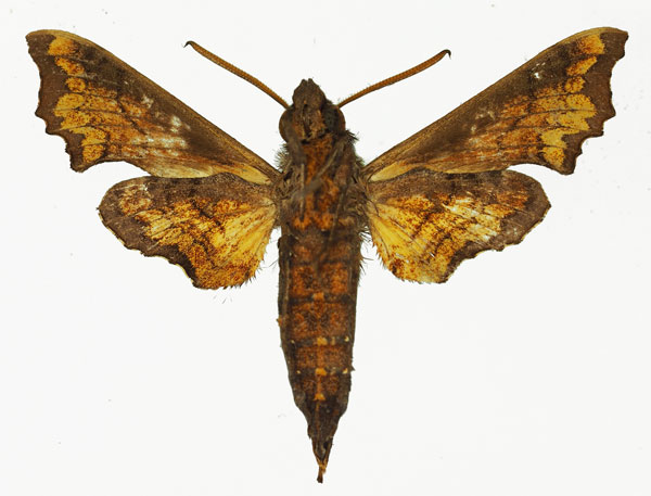 /filer/webapps/moths/media/images/P/pseudopylas_Temnora_AM_Basquin_01b.jpg