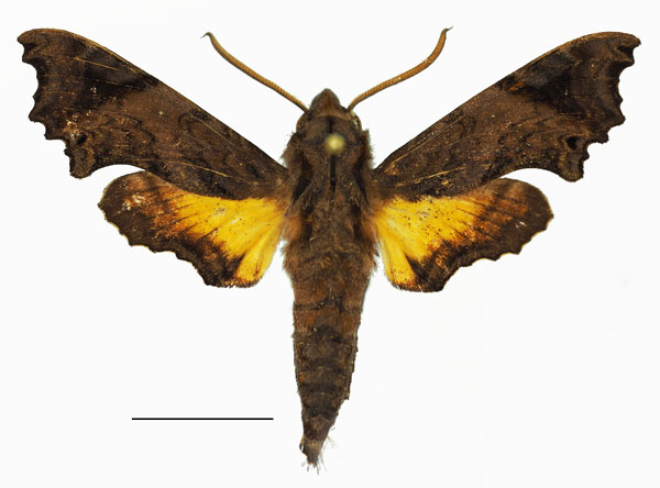 /filer/webapps/moths/media/images/P/pseudopylas_Temnora_AM_Basquin_02.jpg