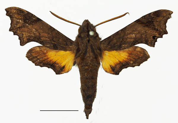 /filer/webapps/moths/media/images/P/pseudopylas_Temnora_AM_Basquina.jpg