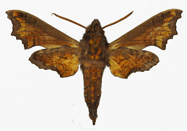 /filer/webapps/moths/media/images/P/pseudopylas_Temnora_AM_Basquinb.jpg