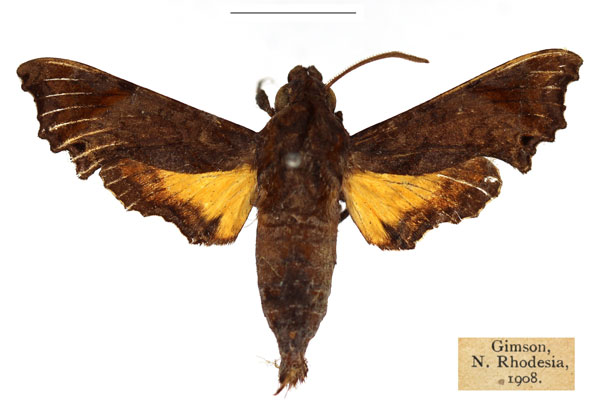 /filer/webapps/moths/media/images/P/pseudopylas_Temnora_AM_RBINS.jpg