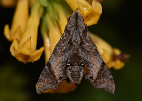 /filer/webapps/moths/media/images/P/pseudopylas_Temnora_AM_Schmit.jpg